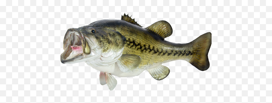 Fishing U2013 Wild Water Adventure Park - Largemouth Bass Sticker Emoji,Fishing Emoji