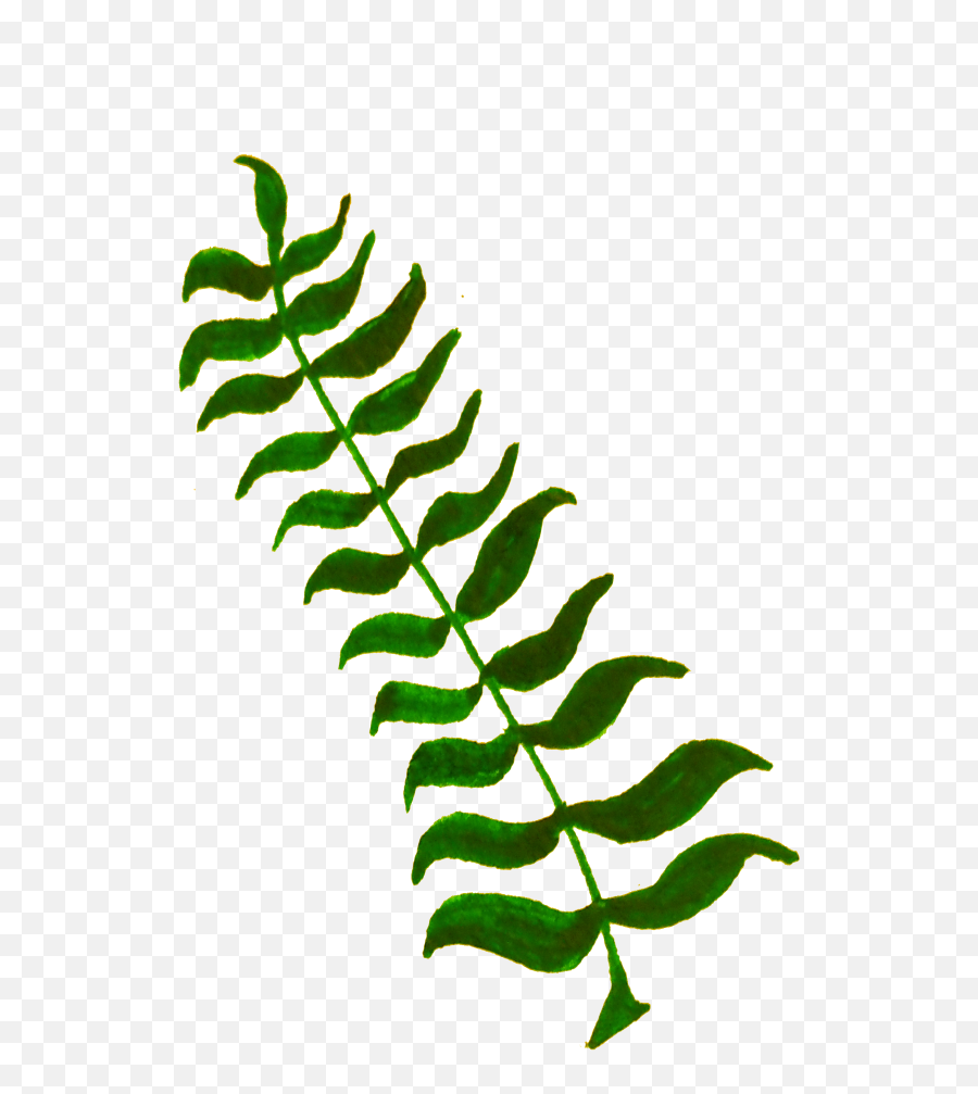 Onlinelabels Clip Art - Leaves And Twigs Png Transparent Png Elodea Plant Clip Art Emoji,Fern Emoji