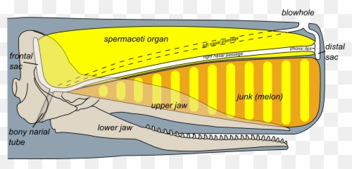 Sperm Whale Head Anatomy - Spermaceti Organ In Whales Emoji