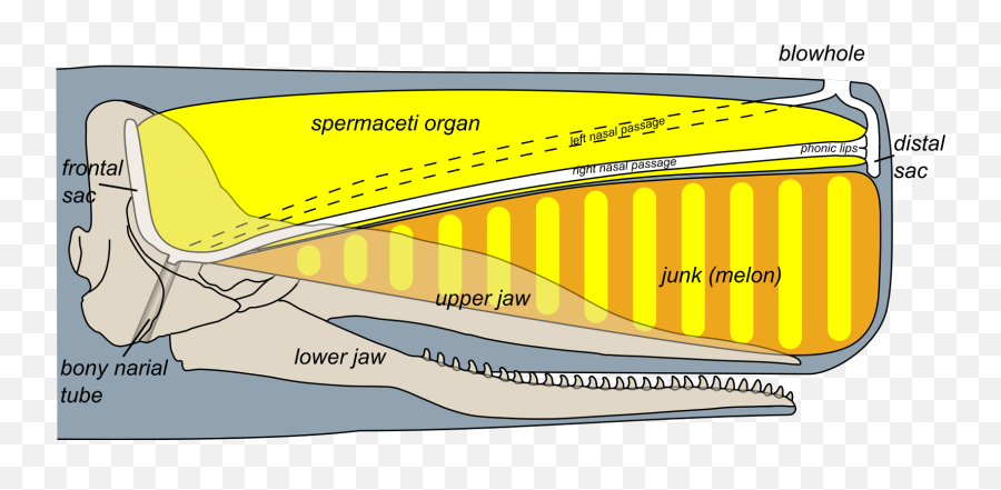 Sperm Whale Head Anatomy - Spermaceti Organ In Whales Emoji,Whale Emoticon Text