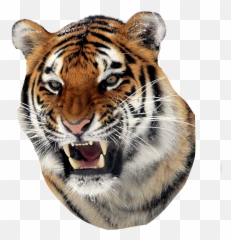 tiger tigerface tigerstar FreeToEdit - Angry Huge Tiger Emoji