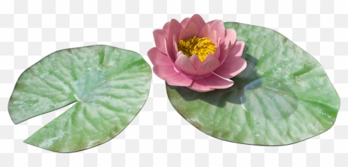 Download Water Lily Png Image HQ PNG in different - Emoji