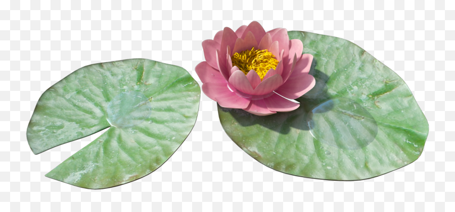 Download Water Lily Png Image Hq Png Image In Different - Water Lily Png Emoji,Lilly Emoji