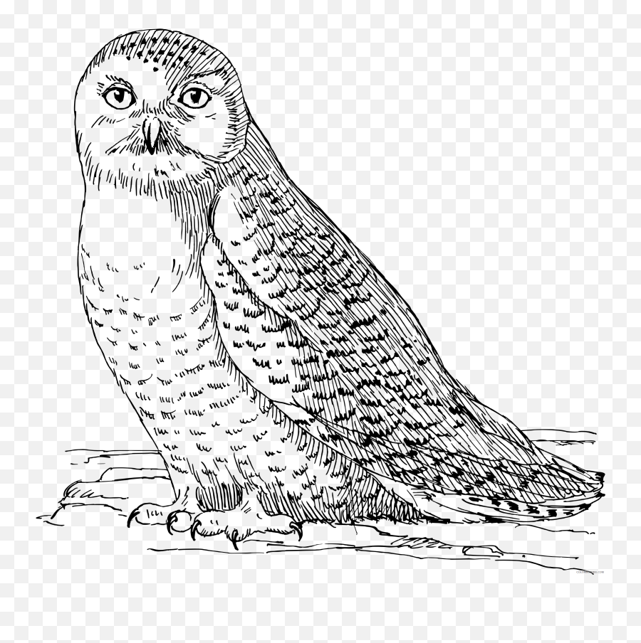 Black And White Owl Coloring Pages Owl5 Printable - Arctic Owl Clipart Black White Emoji,6 Owl Emoji