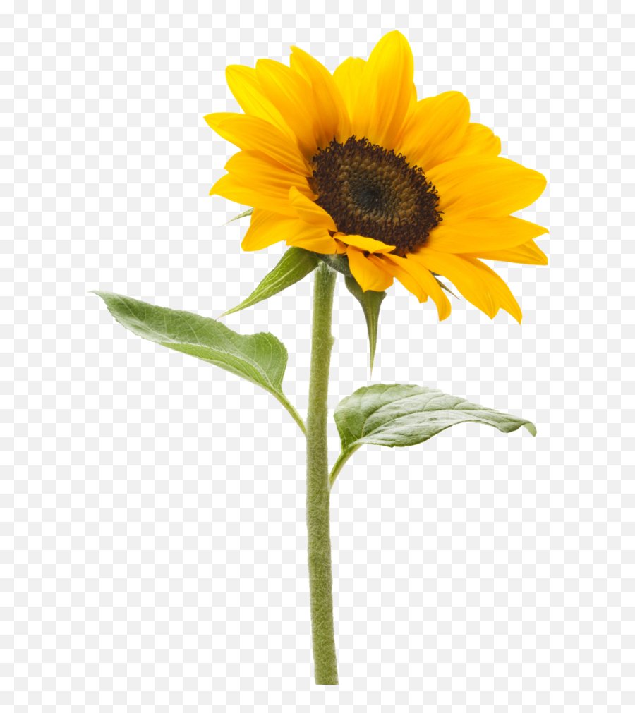 Translucent Sunflower Clipart Transparent Background - Sunflower With Stem Png Emoji,Sunflower Emoji