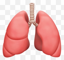 Apple And Google Reveal New 2020 Emojis - Lungs