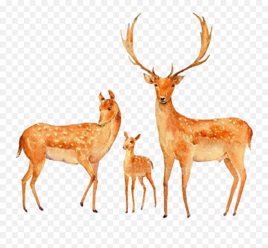 Watercolor Deer Buck Doe Fawn Sticker By Stephanie - Deer Family Clip Art Emoji,Deer Emoji
