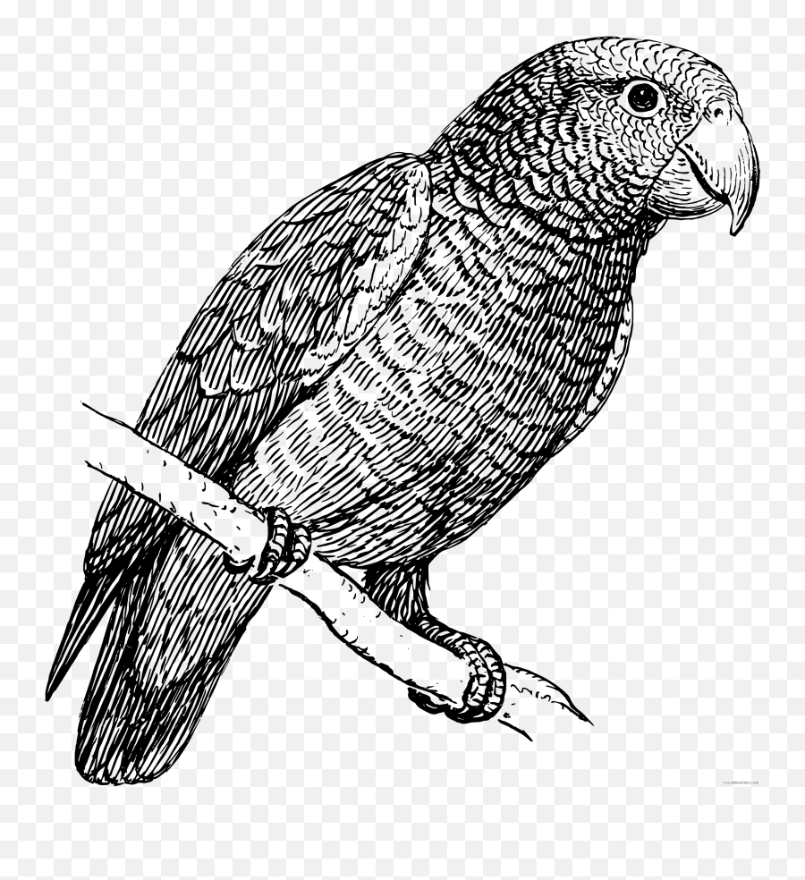 Black And White Parrot Coloring Pages - Parrot Bird In Black And White Emoji,Parrot Emoji