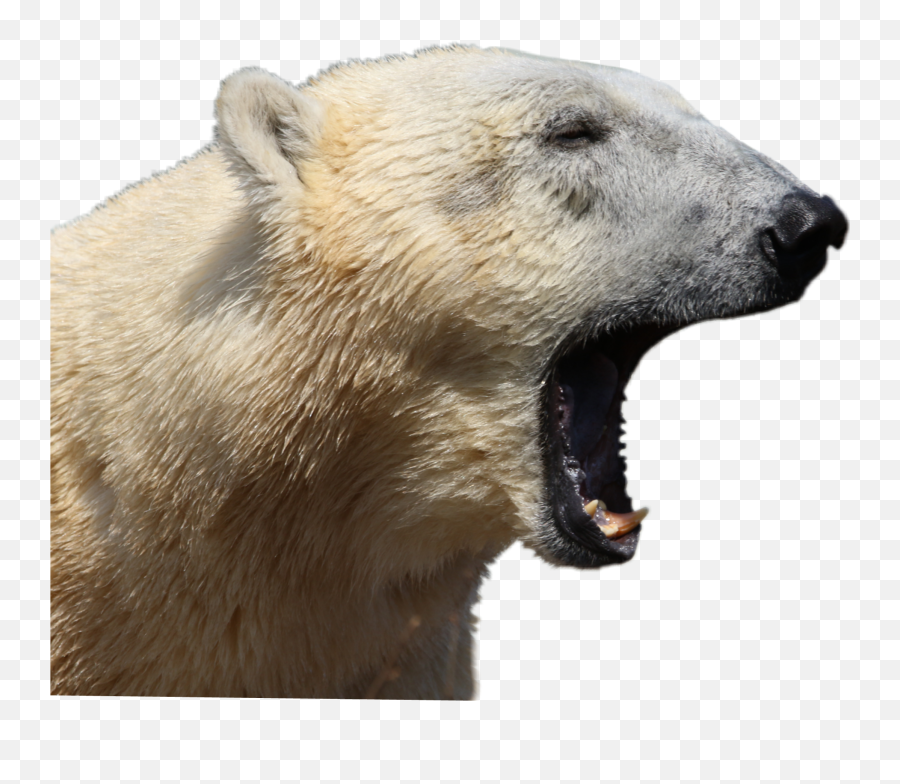 Polar Bear Wild Animal Jhyuri Sticker By Jhyu - Polar Bear Mouth Emoji,Polar Bear Emoji