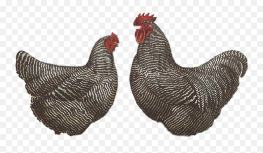 Chicken Chickens Hen Rooster Farm - Rooster Emoji,Rooster Emoji