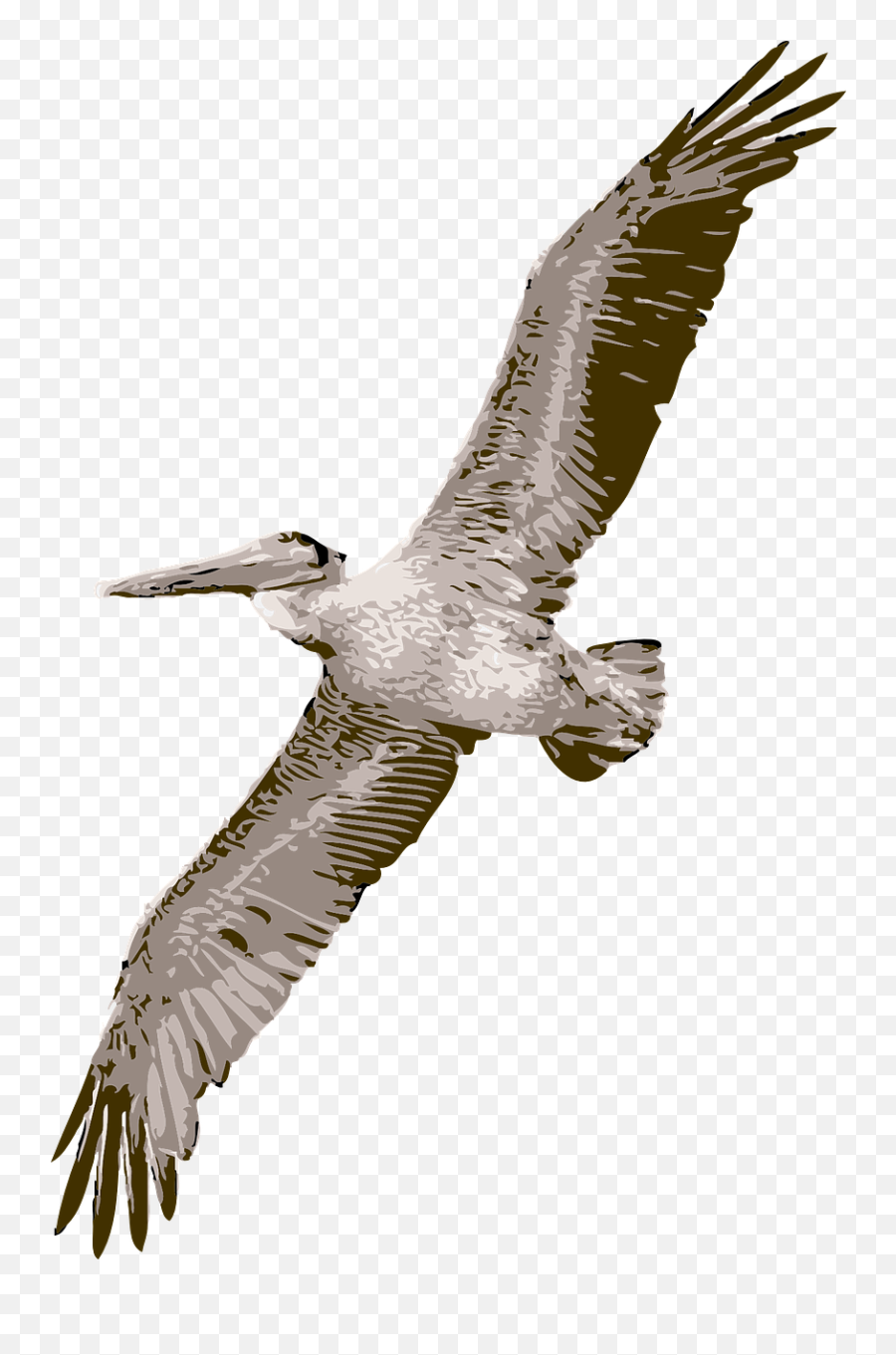 Bird Pelican Nature Wildlife Feather - Pelican Clip Art Emoji,Drake Owl Emoji