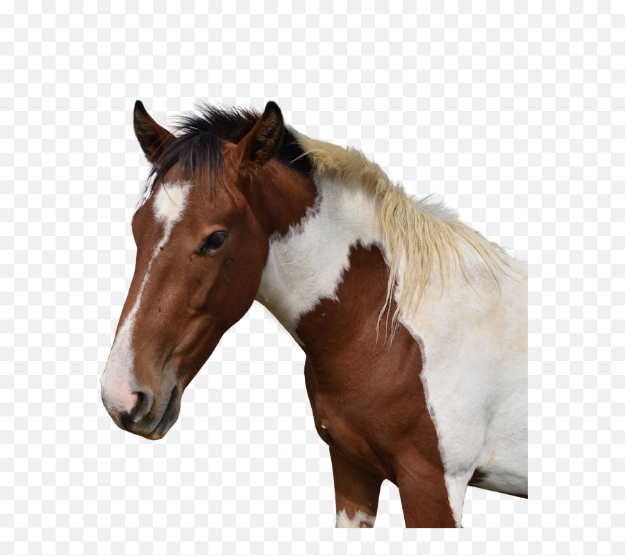 Horse Head Isolated - Sorrel Emoji,Night Horse Emoji