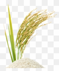 Rice Crop Clipart Png 42 Amazing Cliparts Rccp - Rice Stalk Png Emoji,Rice Emoji