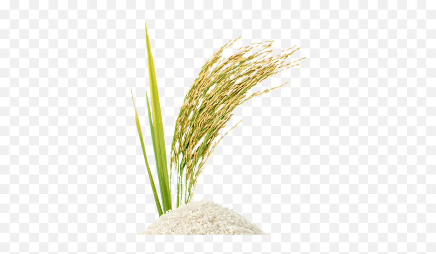 Rice Crop Clipart Png 42 Amazing Cliparts Rccp - Rice Stalk Png Emoji,Rice Emoji