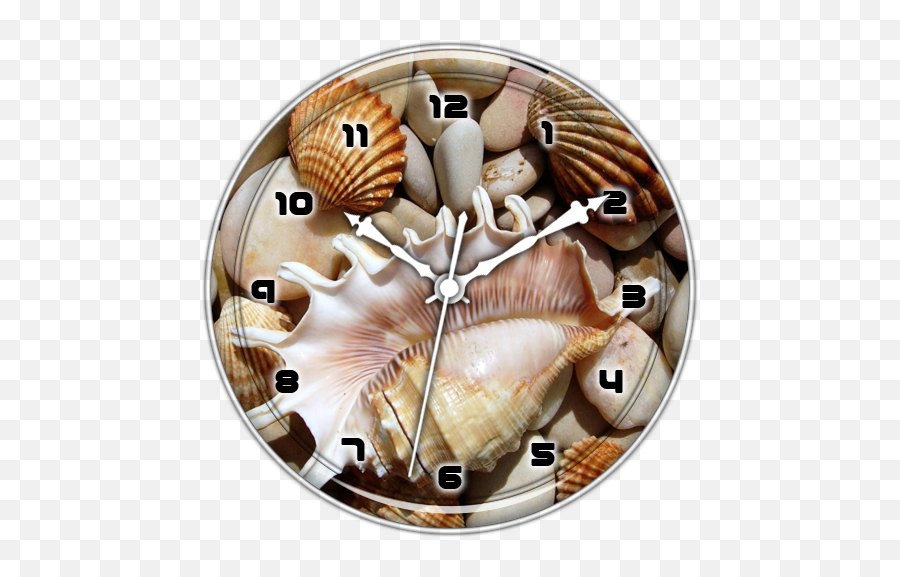 Sea Shell Clock Live Wallpaper - Apps En Google Play Seashells And Rocks Emoji,Seashell Emoji