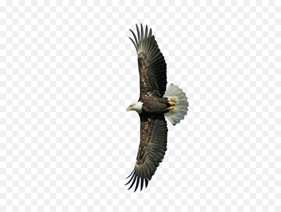 American Bald Eagle Psd Official Psds - Bald Eagle Emoji,Bald Eagle Emoji