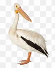 White Pelican Deepwater Horizon Oil - Pelican Png Emoji,Pelican Emoji