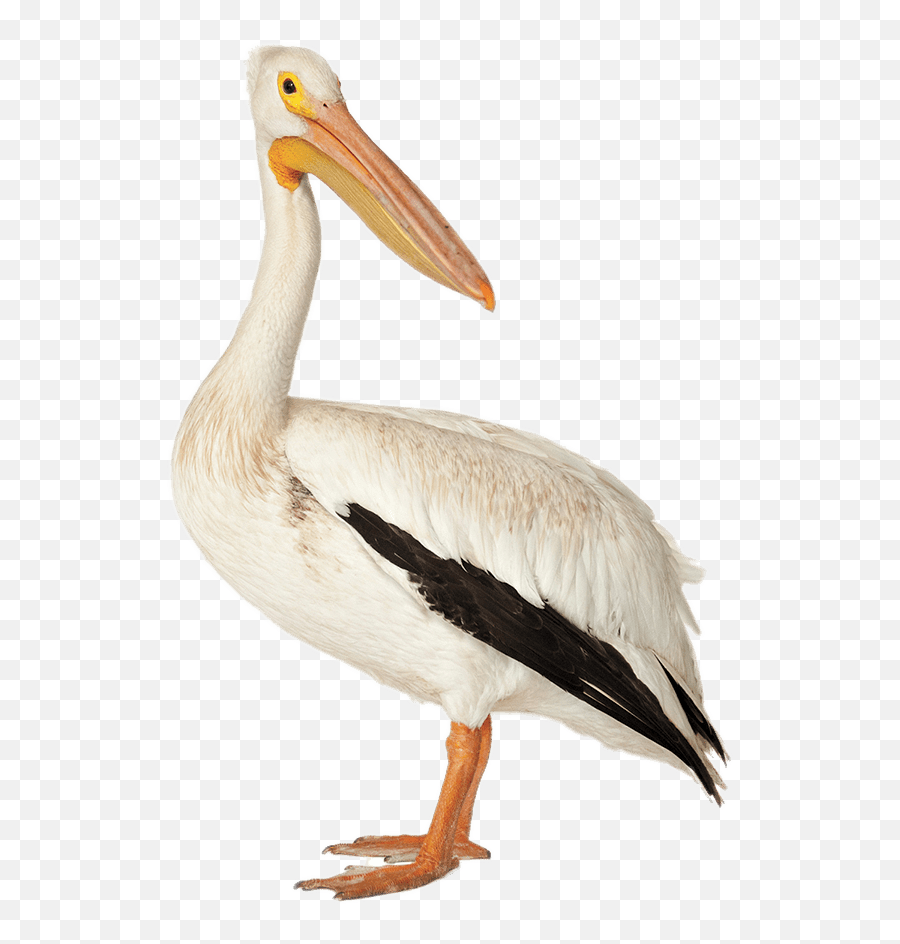 White Pelican Deepwater Horizon Oil - Pelican Png Emoji,Pelican Emoji