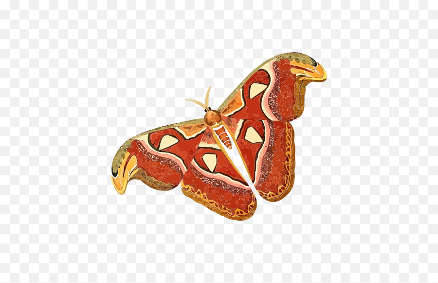Pekvapení - Attacus Atlas Png Emoji,Moth Emoji