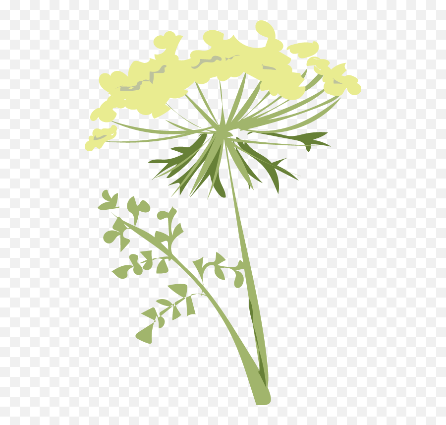 Download Breathe In The Pungent Aromas Of The Carrot Family - Umbellifer Clip Art Emoji,Carrot Emoji