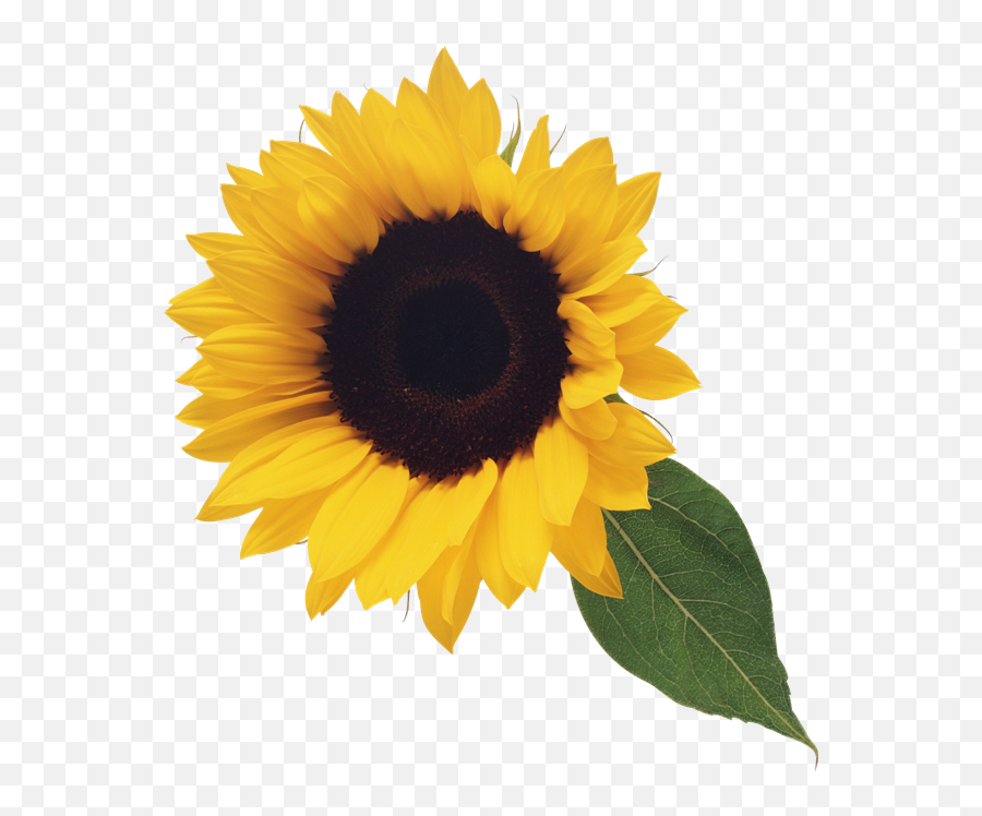Sunflower Clip Art Clipart Free Clipart - Transparent Background Sunflower Png Emoji,Sunflower Emoji Png