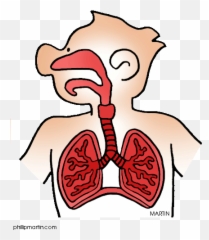 Respiratory System Transparent Png - Clip Art Respiratory Therapy Emoji,Exhaling Emoji