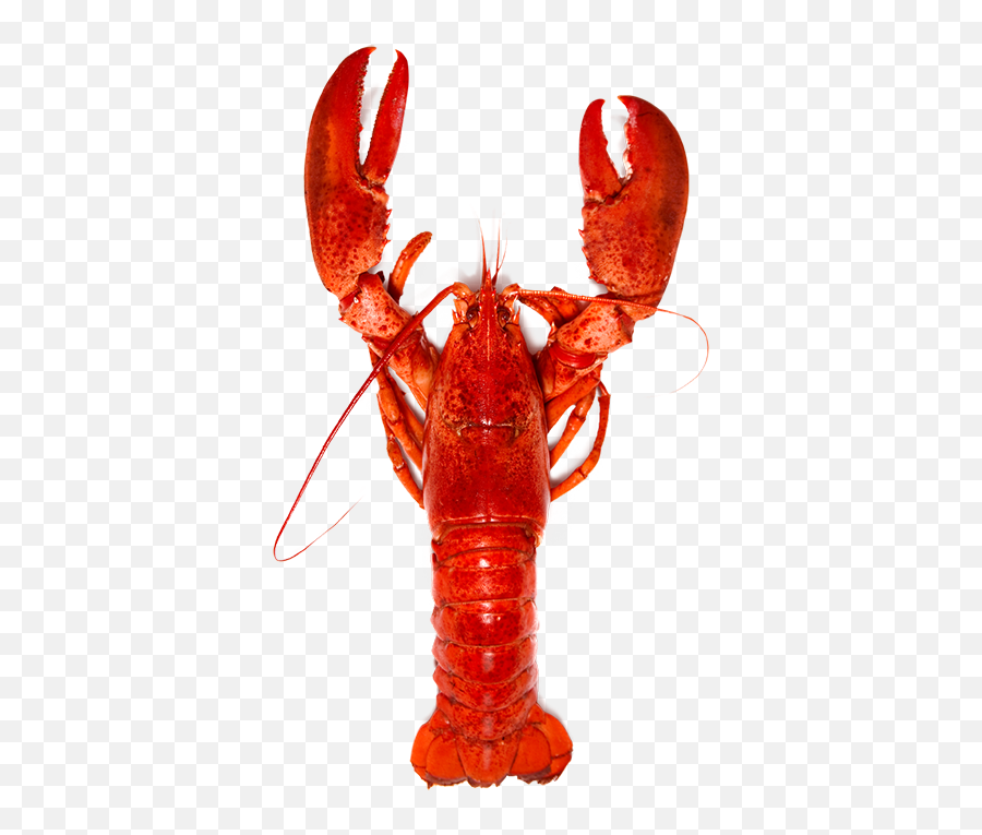 Lobster Images Free Download Clip Art - Health Benefits Of Lobster Emoji,Lobster Emoticon
