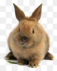 Bunnies Png - Rabbit Download Image Arts Transparent Black Netherland Dwarf Lionhead Emoji,Bugs Bunny Emoji