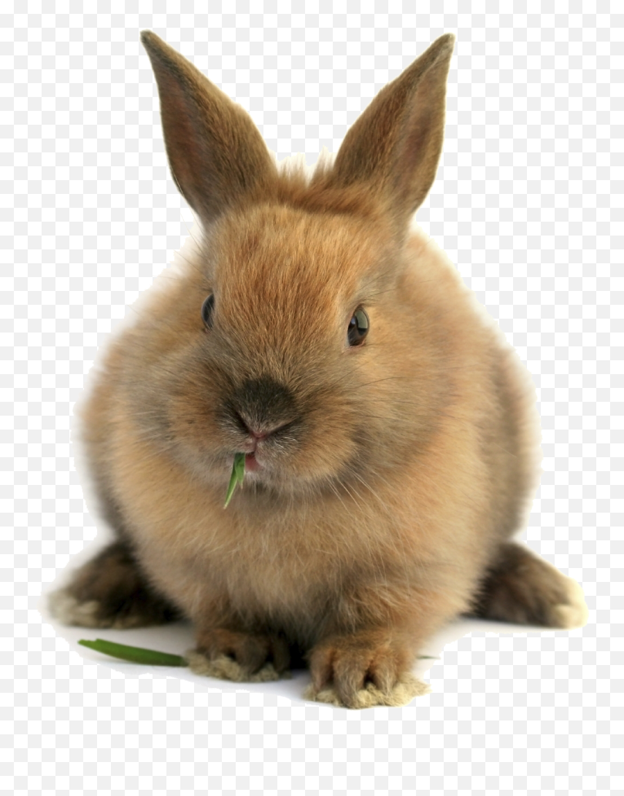 Bunnies Png - Rabbit Download Image Arts Transparent Black Netherland Dwarf Lionhead Emoji,Bugs Bunny Emoji