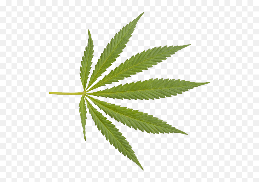 Marijuana Closeup Weed Png - Transparent Background Marijuana Leaf Emoji,Marijuana Emoji