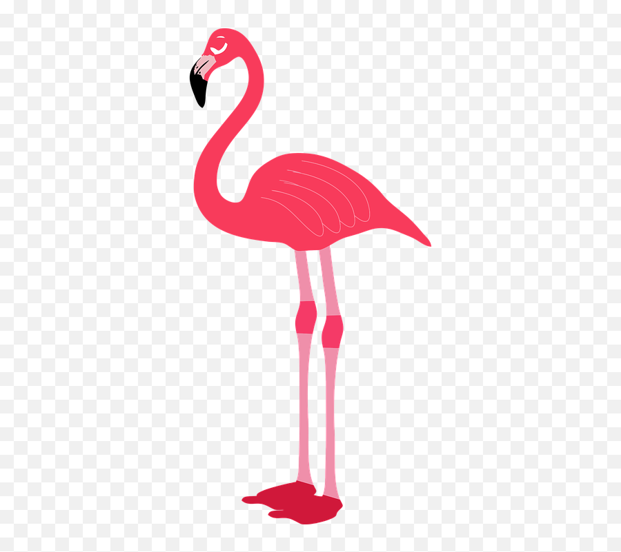Animal Bird Flamingo - Transparent Background Flamingo Vector Png Emoji,Pink Flamingo Emoji