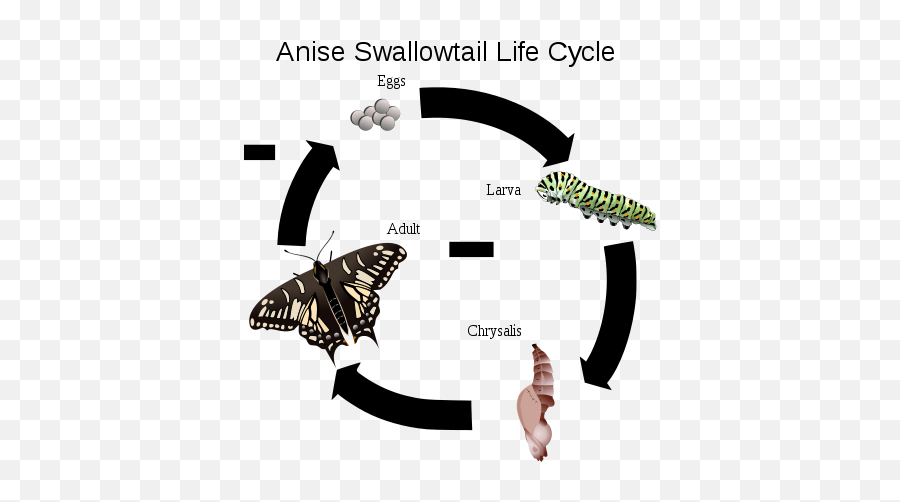 Anise Swallowtail Life Cycle - Anise Swallowtail Life Cycle Emoji,Moth Emoji