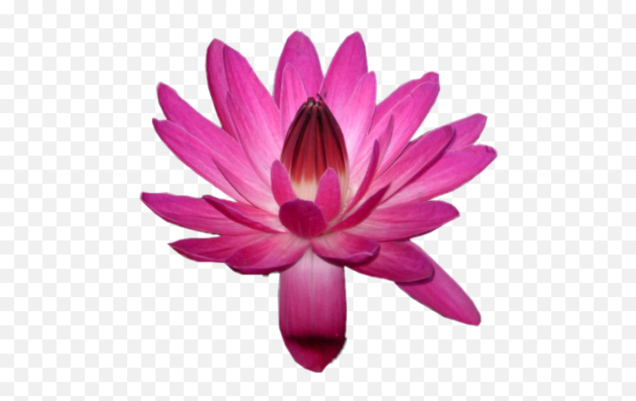 Lotusflower Lotus Flower Sticker - Language Emoji,Lotus Flower Emoji