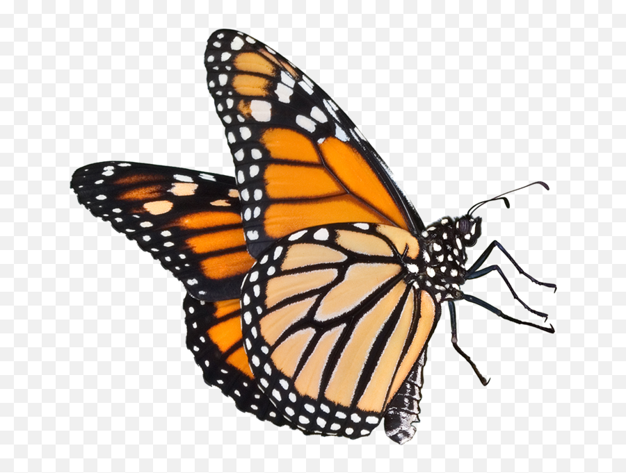 Pretty Butterfly - Monarch Butterfly Transparent Background Emoji,Butterfly Emoji Png
