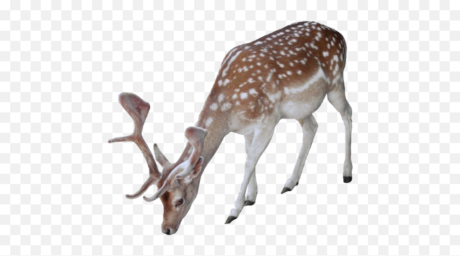 Buck Deer Antler Spots Spring Nature - Deer Snow Transparent Background Emoji,Antler Emoji