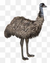 Zoo Tycoon 2 Emu Png Imag - Transparent Emoji