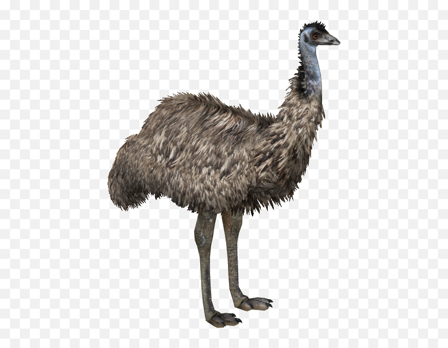 Zoo Tycoon 2 Emu Png Imag - Transparent Emu Png Emoji,Emu Emoji