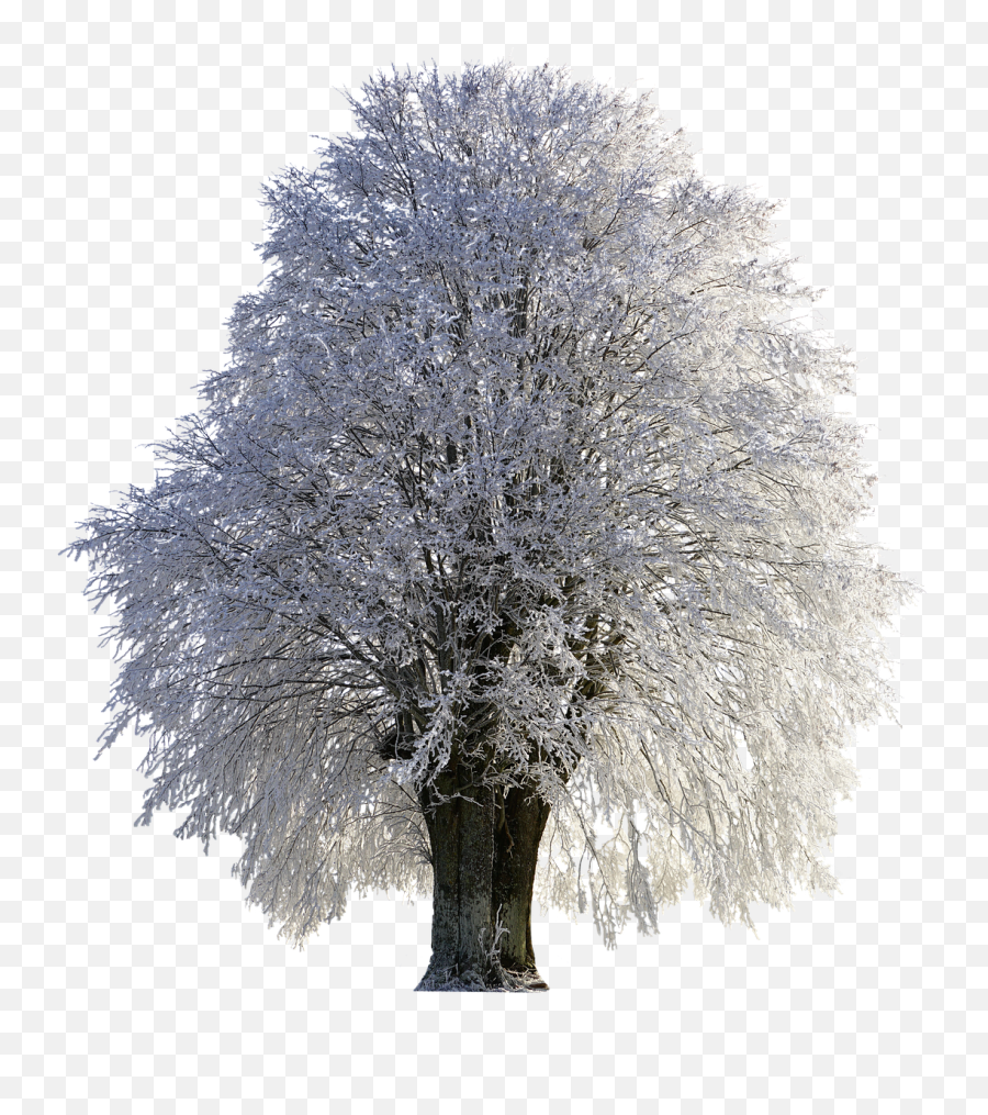 Tree Winter Wintry Snow Cold - Transparent Snow Tree Png Emoji,Star Trek Emojis