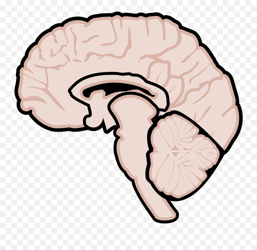 Graphic Human Brain Brain Brain - Gehirn Grafik Emoji,Thinking Emoji Ms Paint
