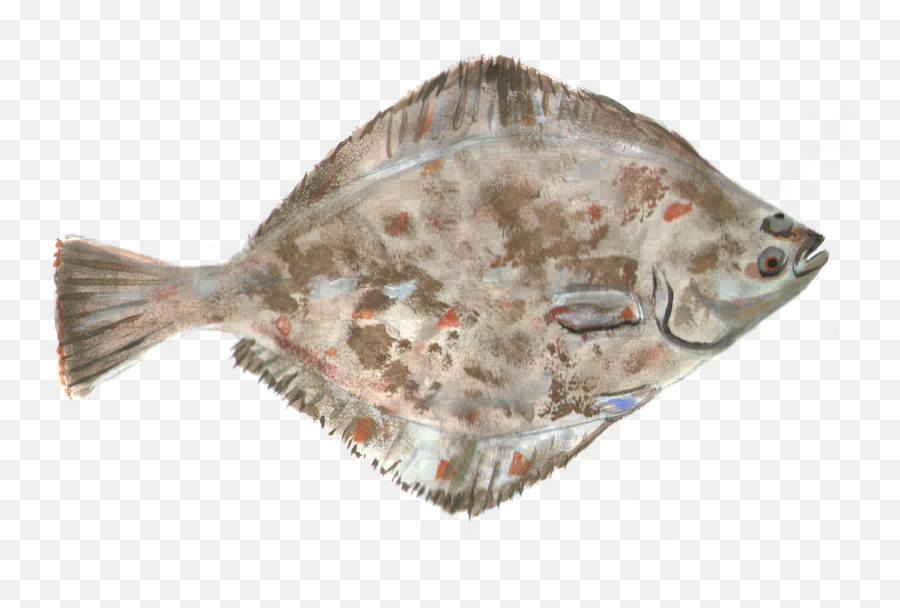 Flounder Fish Water Free Pictures Free - Flounder Emoji,Bean Sprout Emoji