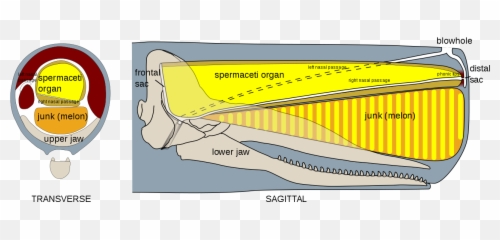 Sperm Whale Head Anatomy - Organ Emoji