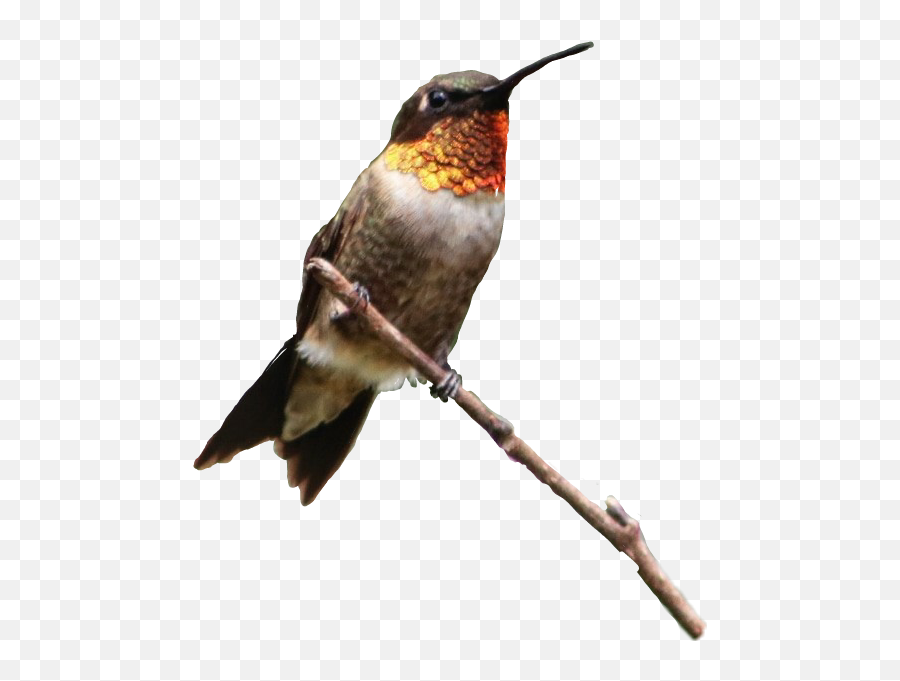 Birdonastick Birdonabranch Hummingbird - Hummingbird Emoji,Hummingbird Emoji