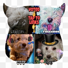 votedtapMORE GOOD LUCK GREAT JOB TAP ON LINK TO V - Companion Dog Emoji