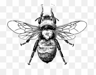 Rotate U0026 Resize Tool Honey Bee Illustration Png - Vintage Bee No Background Emoji,Bumble Bee Emoji