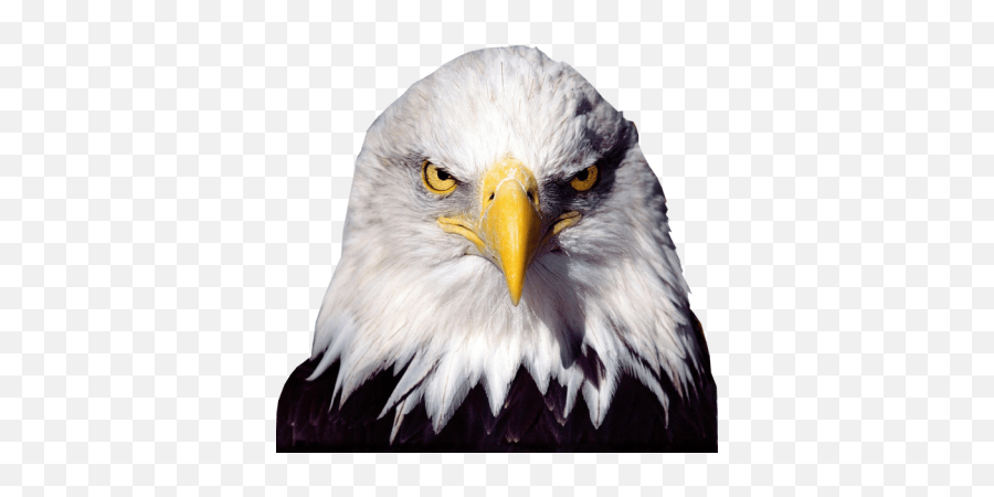 Search For - Dlpngcom Bald Eagle Transparent Background Emoji,Bald Eagle Emoji