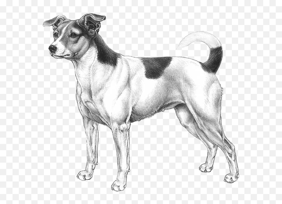 Danish - Swedish Farmdog Pedigreed Breeds Dogwellnetcom Danish Swedish Farmdog Drawing Emoji,Sweden Emoji