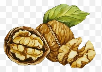 Sticker Walnuts Walnut Walnüsse Legumes - Walnut Sticker Emoji,Walnut Emoji