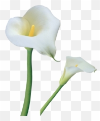 Clipart Borders Easter Lily - Calla Flower Png Transparent Emoji