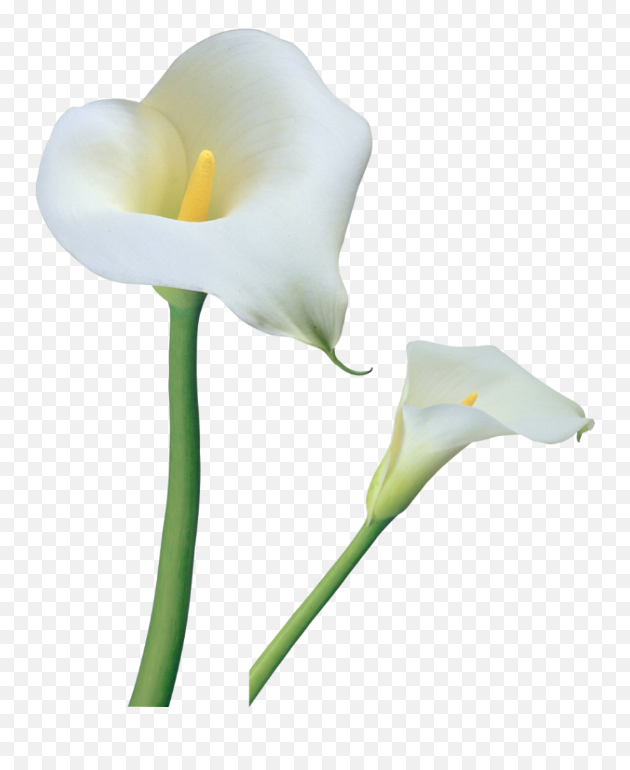 Clipart Borders Easter Lily Calla Lily Flower Png Transparent Calla Lily Png Emoji Lilly Emoji Free Transparent Emoji Emojipng Com
