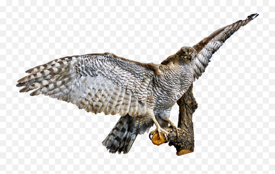 Bird Bird Of Prey Raptor Preparation - Raubvogel Png Emoji,Drake Owl Emoji